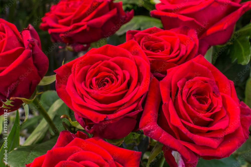 Naklejka premium Niektóre czerwone róże