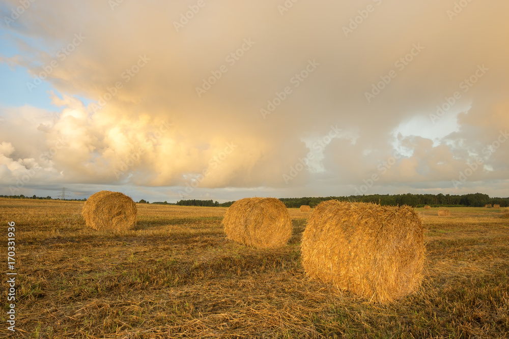 field after finished harvest, straw bales