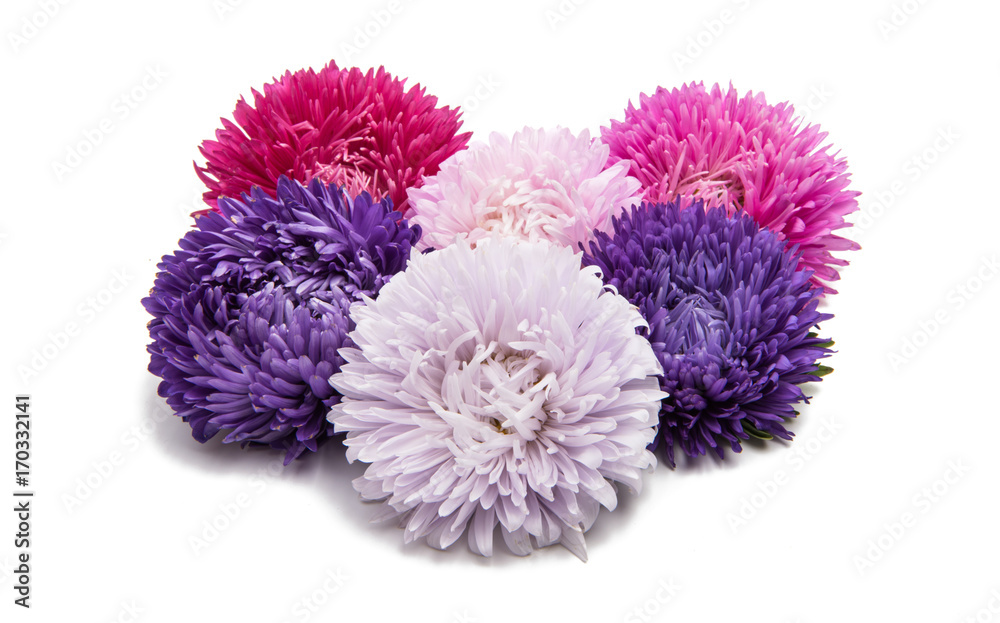 aster flowers isolated aster flowers isolated