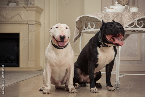 Dogs: black pit bull or stafforshire terrier, white bull terrier seatting in retro furnishings