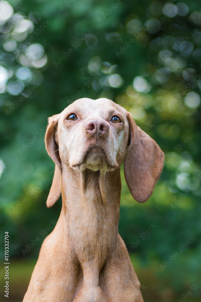 Portrait of a hungarian hound
