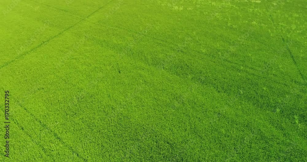 Flying over a paddy-field Flying over a paddy-field