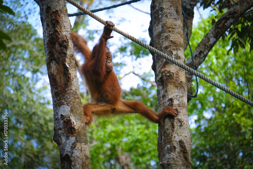 Orangutan photo