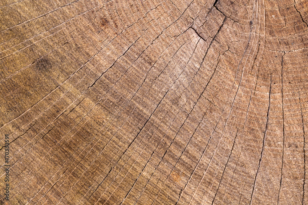 Tree ring background Tree ring background