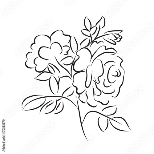 Sketch rose branch