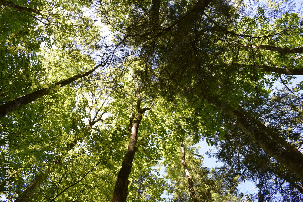 Obraz premium hohe Baumkronen