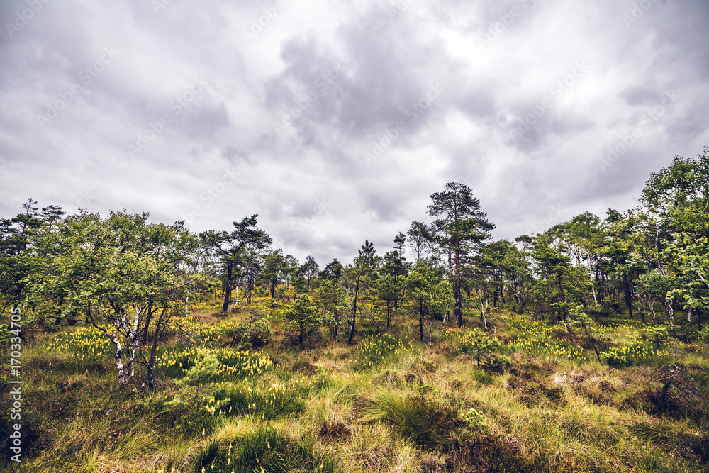 Wilderness landscape with grass and wildflowers Wilderness landscape with grass and wildflowers