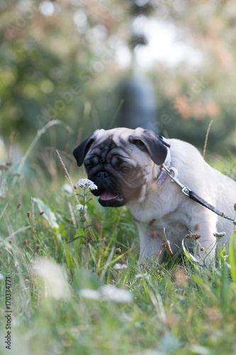 Pug sniffing to a plant