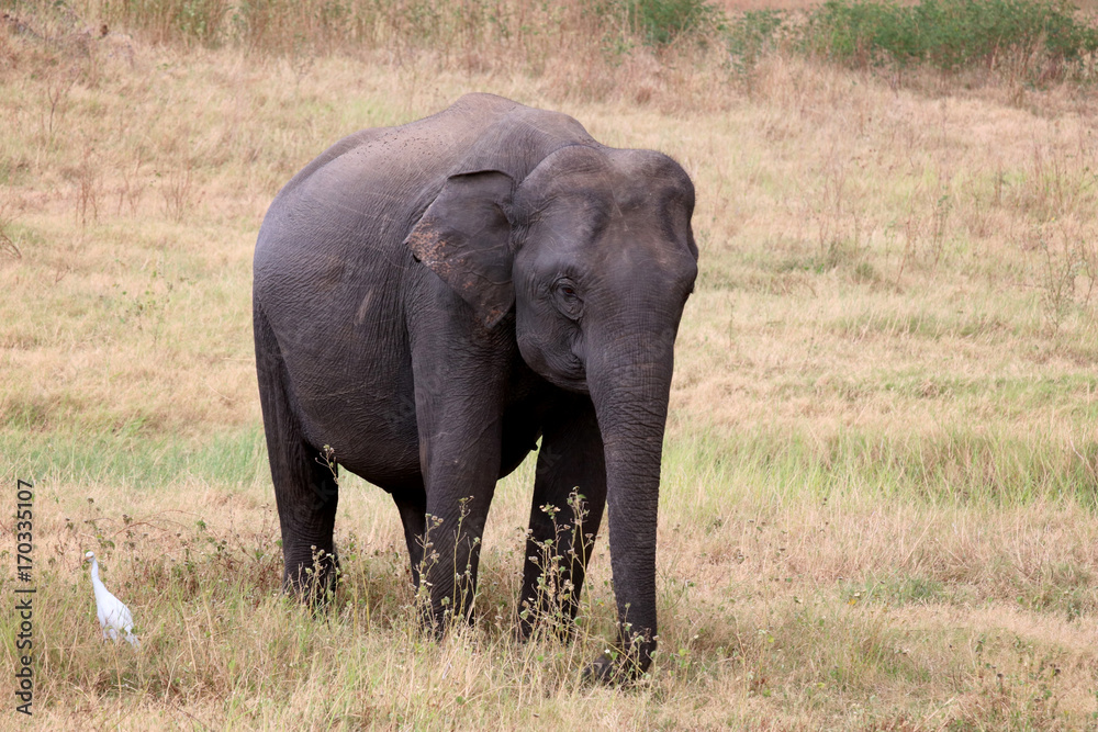 Watching wild elephants during jeep safari in Kandulla national park Sri Lanka