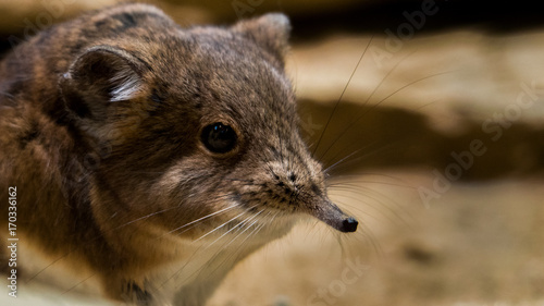 elefantenspitzmaus photo