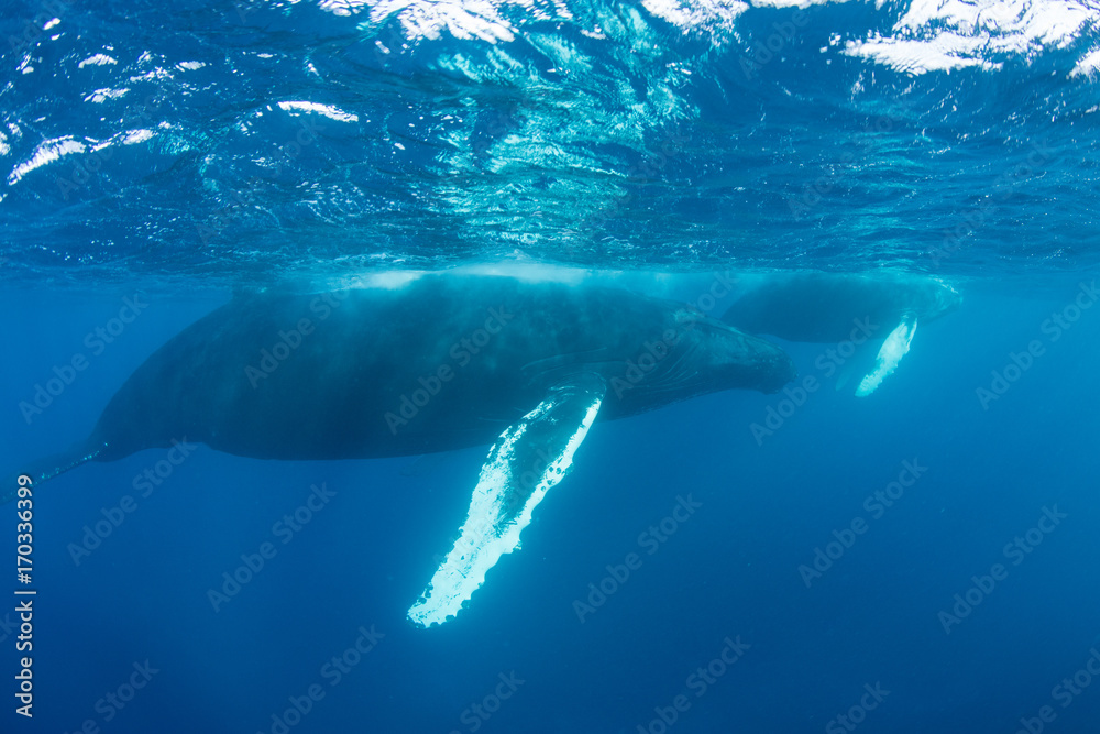 Naklejka premium Humpback Whales in Clear Blue Water
