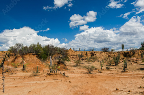 big cactuses in red desert, tatacoa desert, colombia, latin america, clouds and sand, red sand in desert