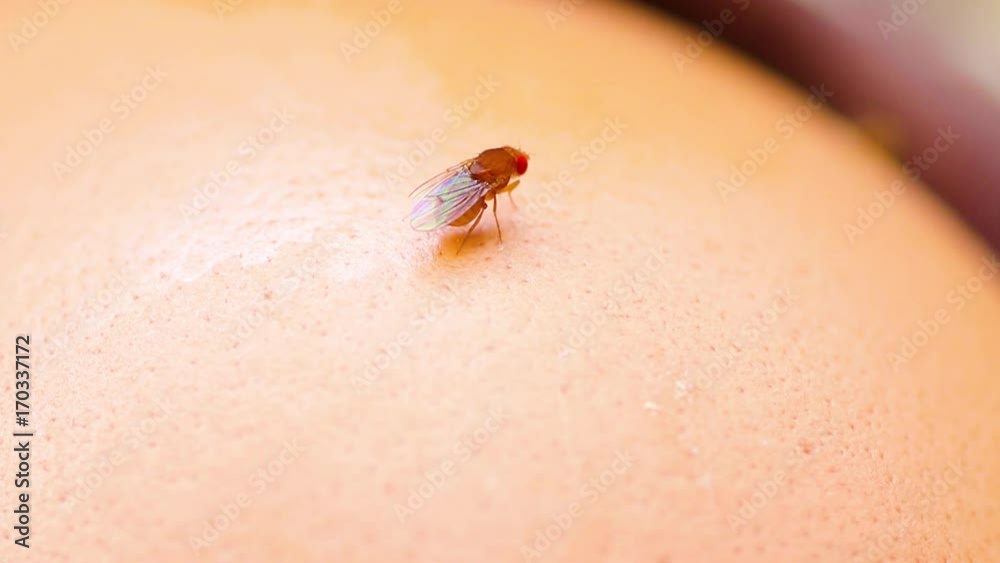 Mosca-da-fruta.