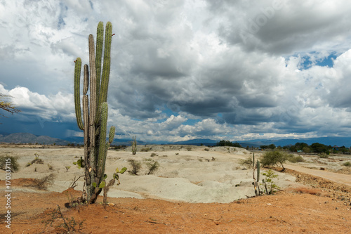 big cactuses in red desert, tatacoa desert, colombia, latin america, clouds and sand, red sand in desert