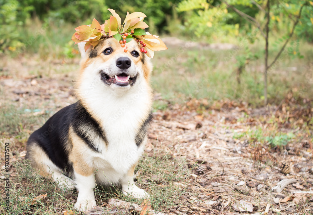 A dog of the Welsh Corgi breed Pembroke on a walk in the autumn forest. A dog in a wreath of autumn leaves.