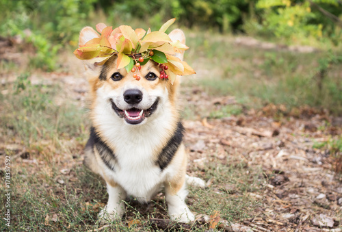 A dog of the Welsh Corgi breed Pembroke on a walk in the autumn forest. A dog in a wreath of autumn leaves. © veronika7833