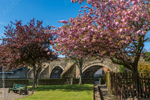 Ayr Auld Brig and blossoms.