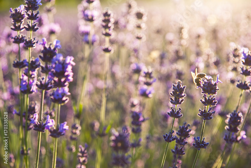 Lavender flowers in the sunlight