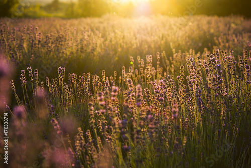 Lavender flowers in the sunlight