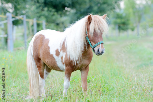 young miniature horse in the field.