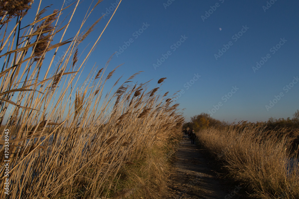 Obraz premium The ponds of the Camargue, in the south of France