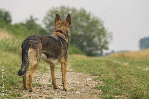 Deutscher Schäferhund © hopfi23