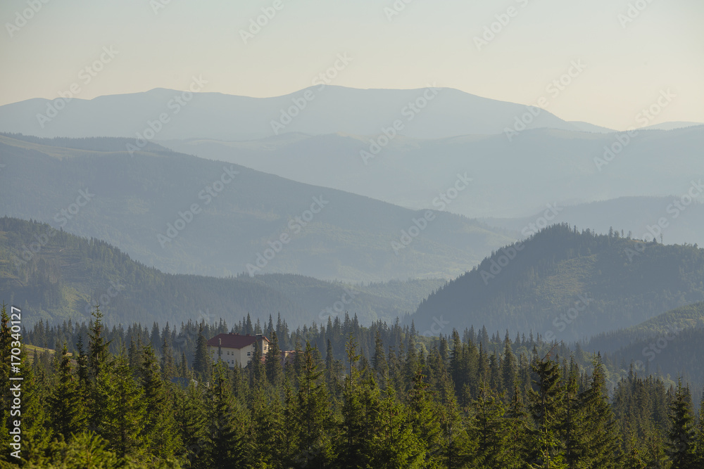 Green fir trees against the background of the Carpathian mountains in summer. Ukraine