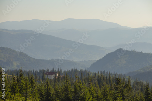 Green fir trees against the background of the Carpathian mountains in summer. Ukraine