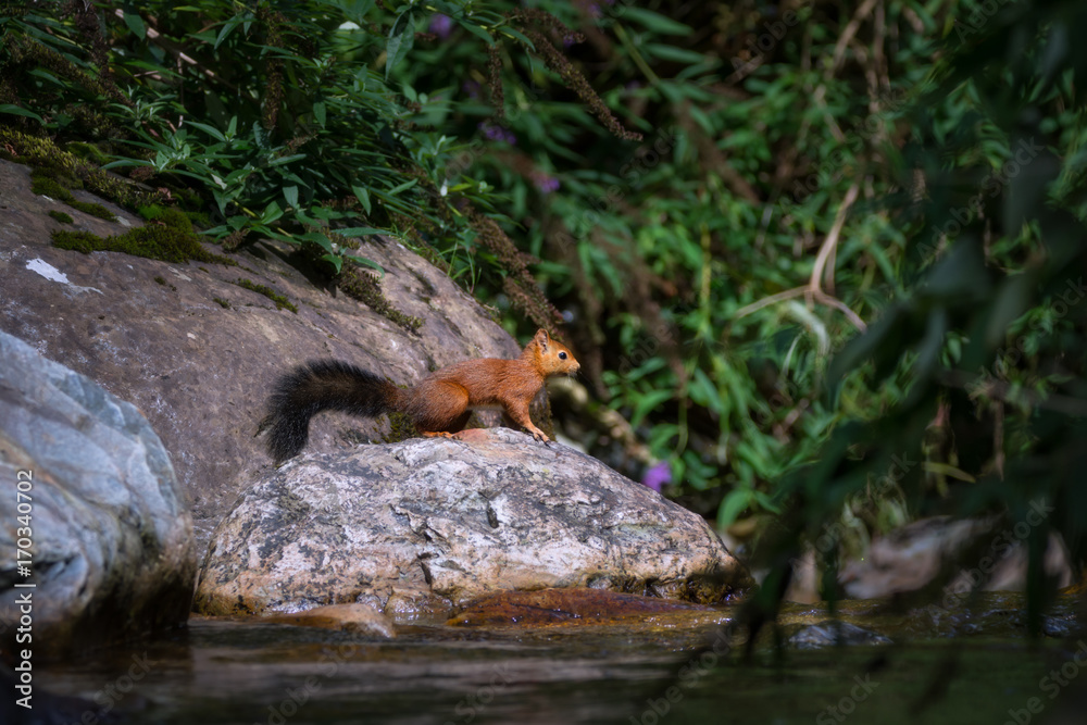 Écureuil au bord de l'eau - Squirrel near the river Écureuil au bord de l'eau - Squirrel near the river