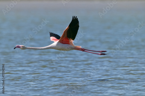 Greater Flamingo (Phoenicopterus roseus)