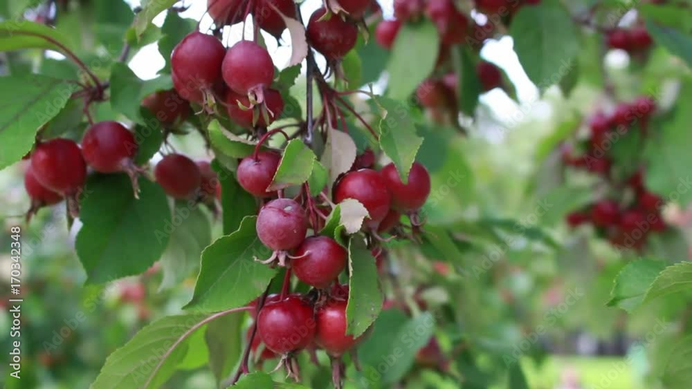 Apples are early, late summer, early autumn, harvest time. Apples are early, late summer, early autumn, harvest time.