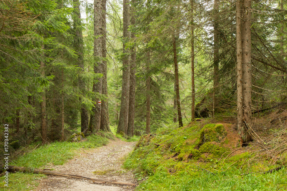 Fototapeta premium a path trough a forest in Alps