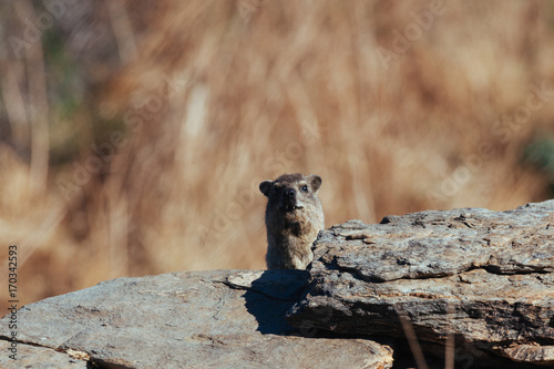 Rock Hyrax. Rock Dassie