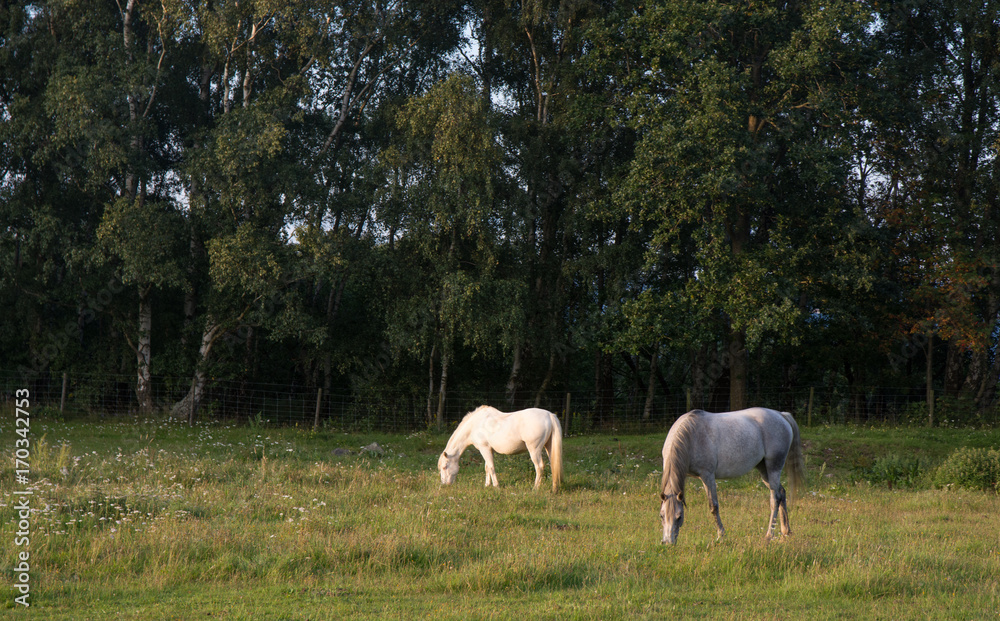 White and graya horse grazing in green field against a dark forest background White and graya horse grazing in green field against a dark forest background