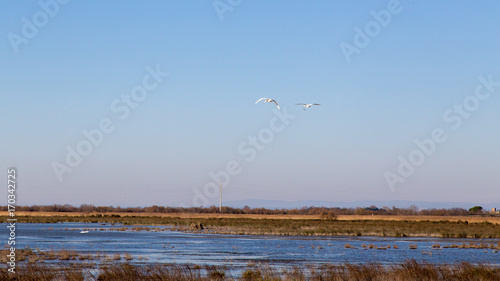The ponds of the Camargue  in the south of France