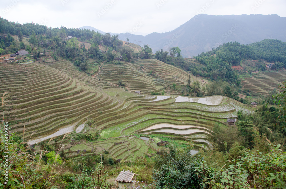 Fototapeta premium Rizières au Tonkin