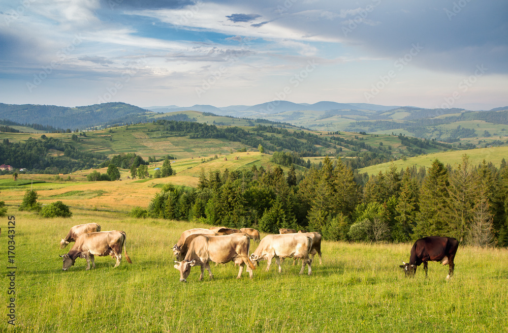 A herd of cows grazing in a meadow in a mountainous area