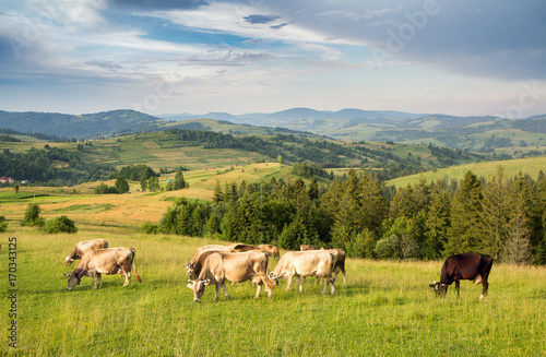 A herd of cows grazing in a meadow in a mountainous area