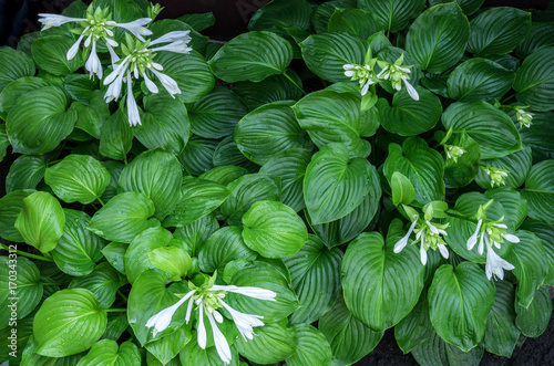The flowering hosta bushes after the rain.