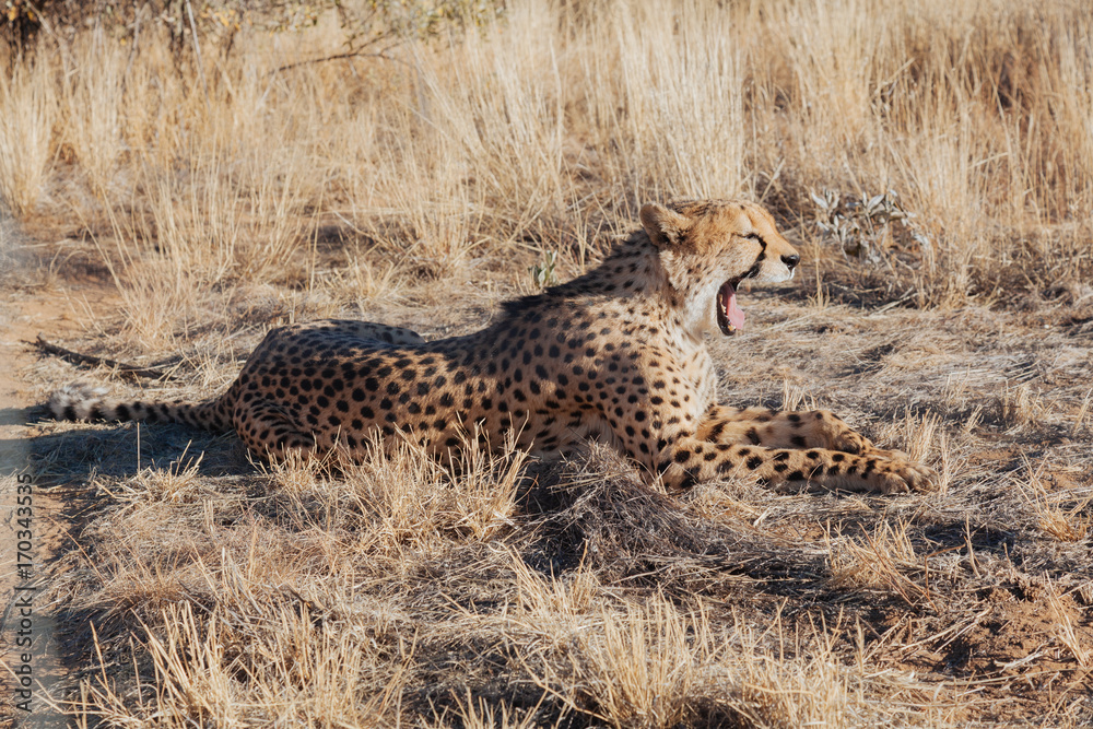 Naklejka premium Cheetah in Nature
