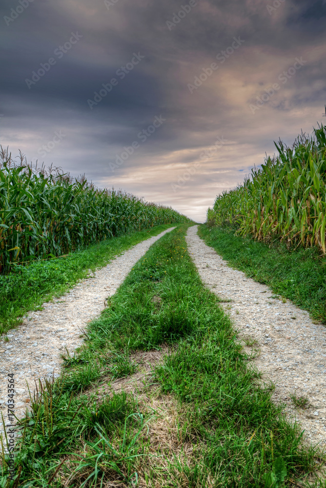Feldweg durch den Mais