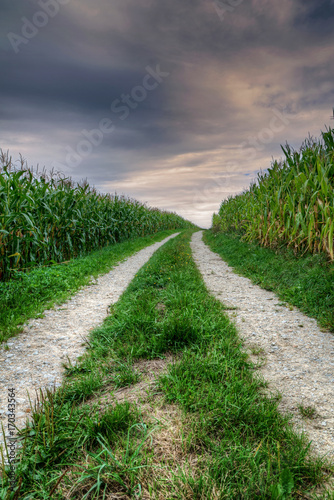 Feldweg durch den Mais