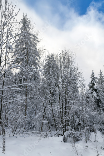 Wallpaper Mural Schneelandschaft im Wald Torontodigital.ca