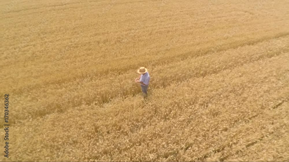 Aerial view of senior farmer standing in a wheat field and examining crop. Aerial view of senior farmer standing in a wheat field and examining crop.