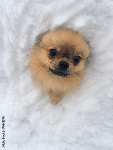 Pomeranian dog in snow. Winter dog. Dog in snow.