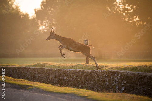 deer jumping