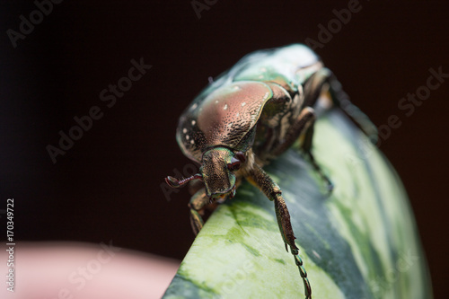 Canvas-taulu chafer in nature
