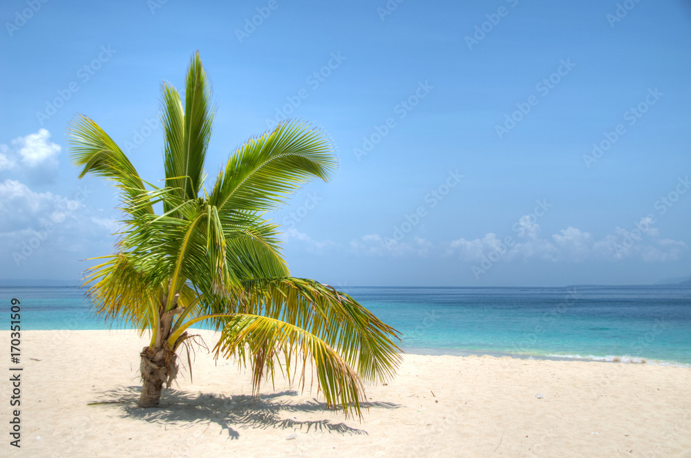 Obraz premium Palme am Meer Bacardi Island