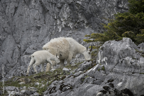 Mountain Goat Mama and Kid Grazing on Cliff