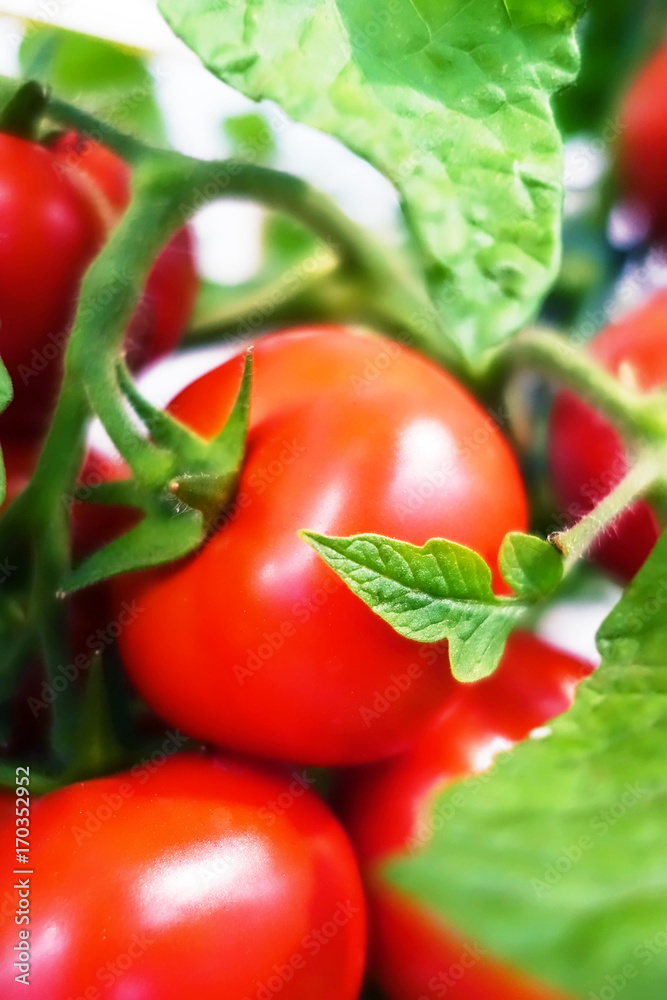 Ripe cherry tomatoes on branch